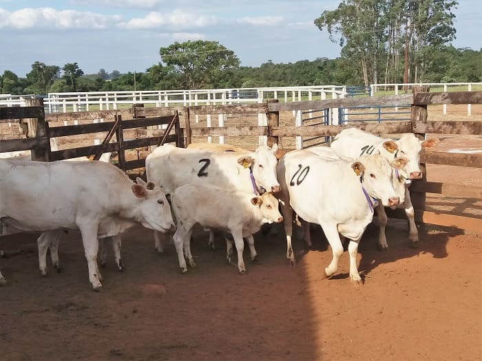 Vacas com bezerro participaram do experimento no sistema ILPF - Foto Alexandre Rossetto