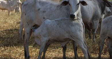 Nova tecnologia produtiva melhora desempenho da pecuária de cria