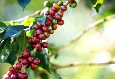 Controle do bicho-mineiro na produção de café demanda uso de inseticidas