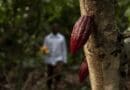 Defensivos agrícolas garantem combate à vassoura-de-bruxa